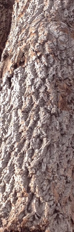 Elm tree before going onto our portable sawmill